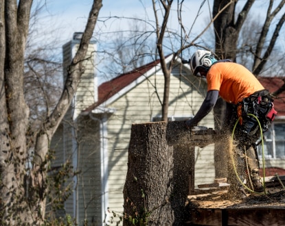 TREE SERVICE